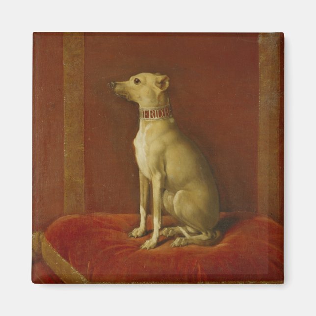 Imã Um dos galgos italianos de Frederick II (Frente)
