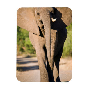 Ímã Um Elefante Africano (Loxodonta Africana) Anda