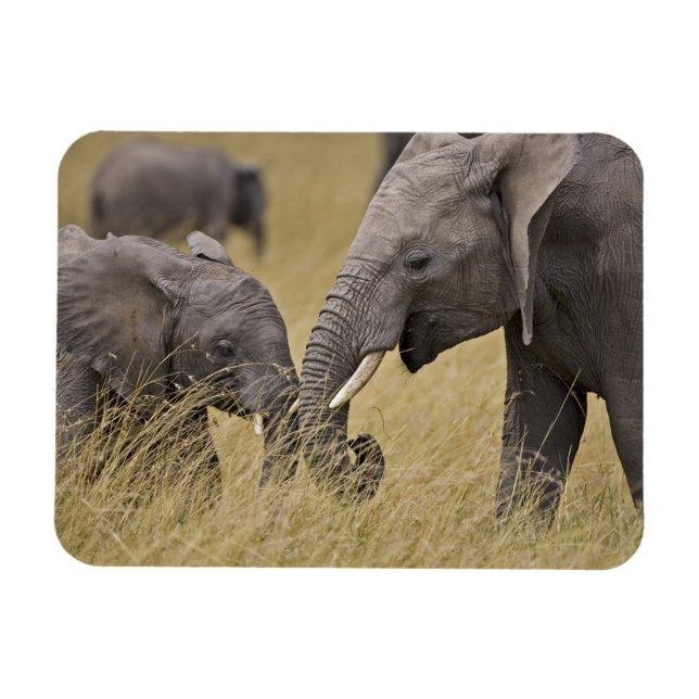 Ímã Um elefante africano pastando nos campos (Horizontal)
