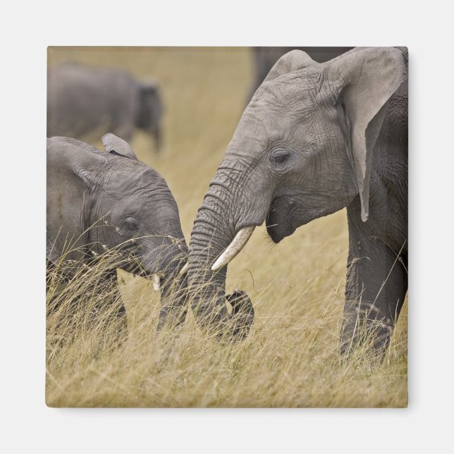 Imã Um elefante africano pastando nos campos (Frente)