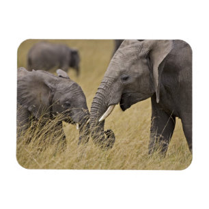 Ímã Um elefante africano que pasta nos campos do