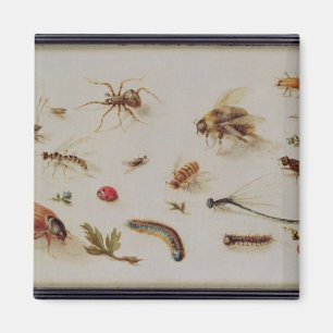 Imã Um estudo dos insetos