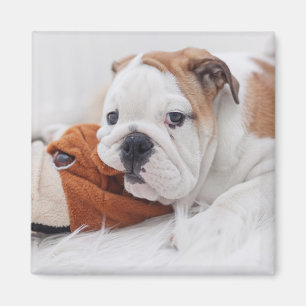 Imã Um filhote de cachorro inglês do buldogue que jog