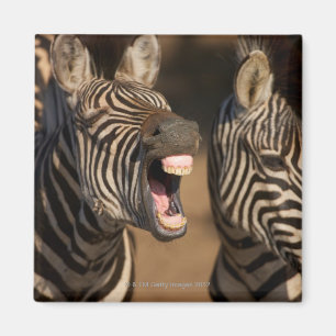Imã Um fim-acima de uma zebra que mostra seus dentes,