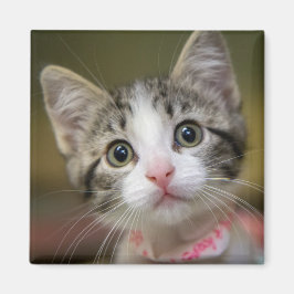 Imã Um gatinho bonito com olhos verdes