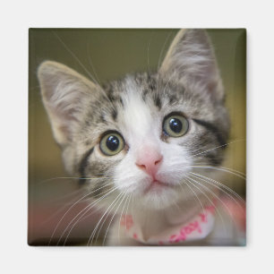 Imã Um gatinho bonito com olhos verdes