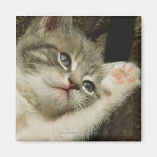 Imã Um gatinho, com grandes olhos azuis, coloca nele