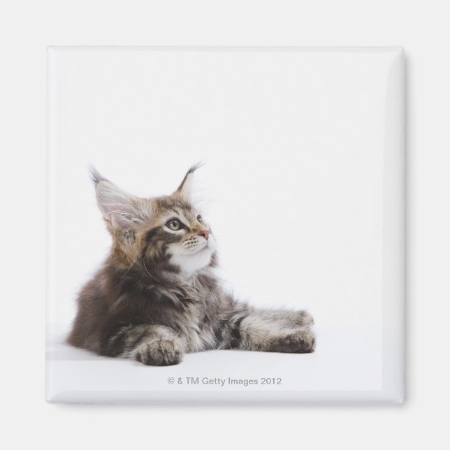 Imã Um gatinho do Maine Coon (Frente)