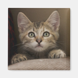 Imã Um gatinho muito doce do gato malhado