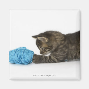 Imã Um gatinho novo do gato malhado que joga com lãs
