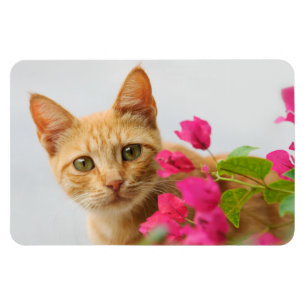 Ímã Um gatinho vermelho bonito está te observando.