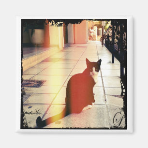 Imã Um gato