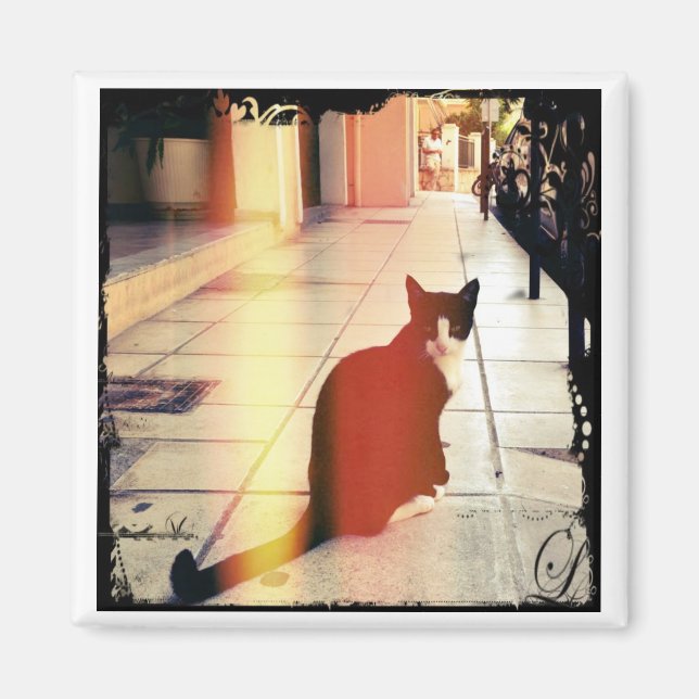 Imã Um gato (Frente)