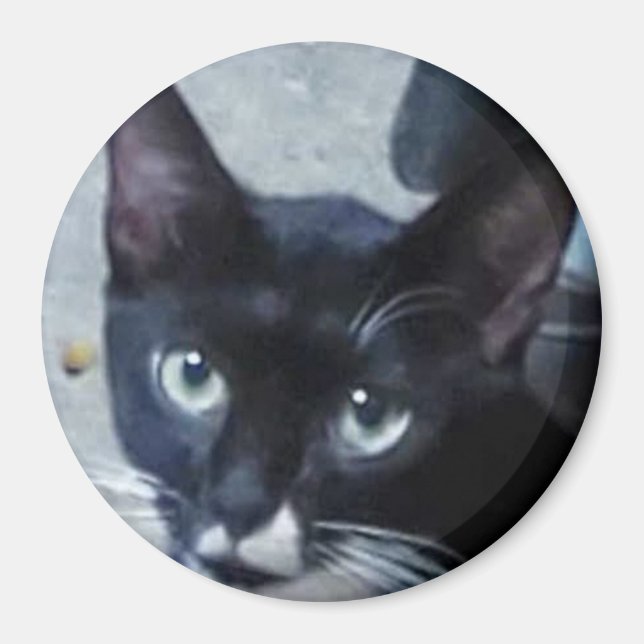 Imã Um gato curioso atrás de uma porta (Frente)