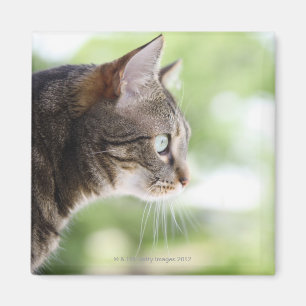 Imã Um gato de gato malhado adulto que olha fixamente