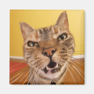 Imã Um gato pequeno cómico senta-se em um tamborete e