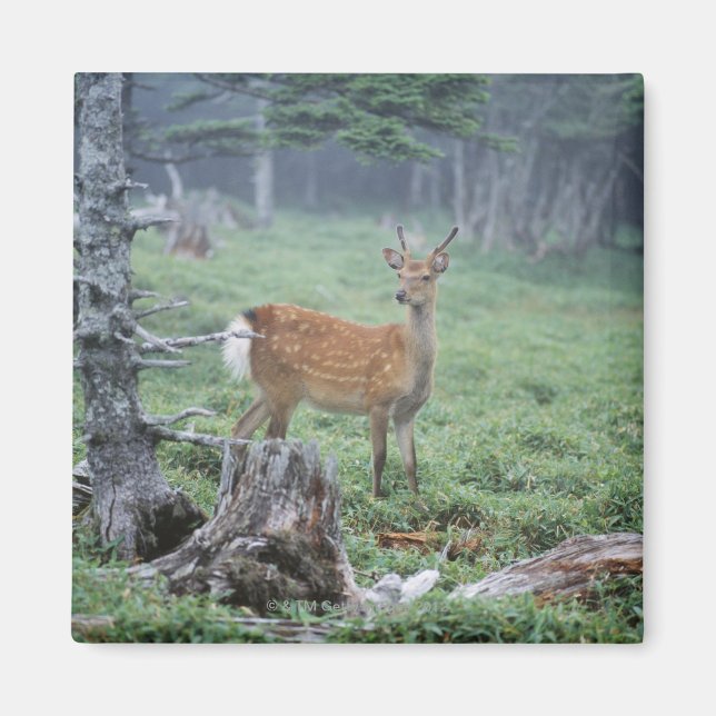 Imã Um jovem veado em uma floresta (Frente)