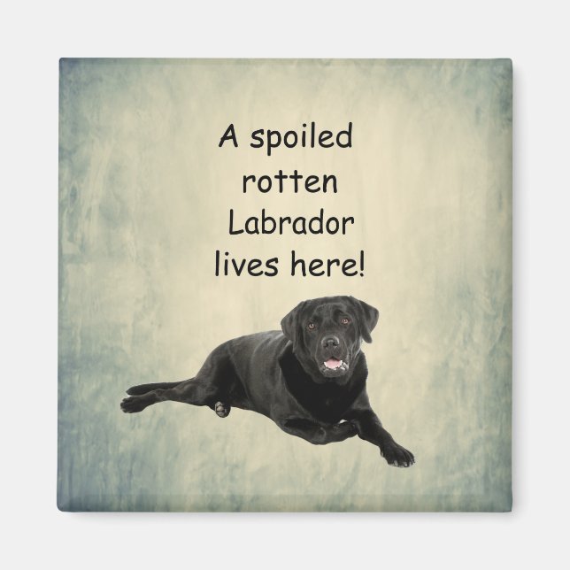 Imã Um Labrador Rotten mimado mora aqui (Frente)