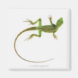 Imã Um lagarto na terra branca pura
