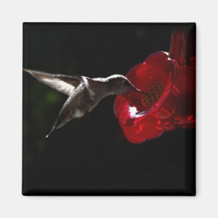 Imã Um lanche de meia-noite