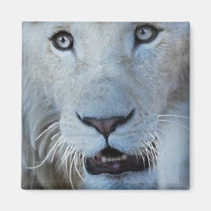 Imã Um leão branco em África do Sul