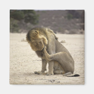 Imã Um leão que limpa sua pata traseira, Kgalagadi