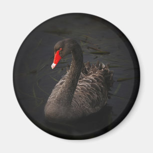Imã Um lindo Cisne Negro com um Barão Vermelho Brilha