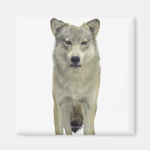Imã Um lobo