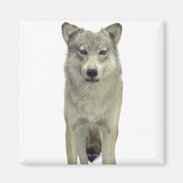 Imã Um lobo (Frente)