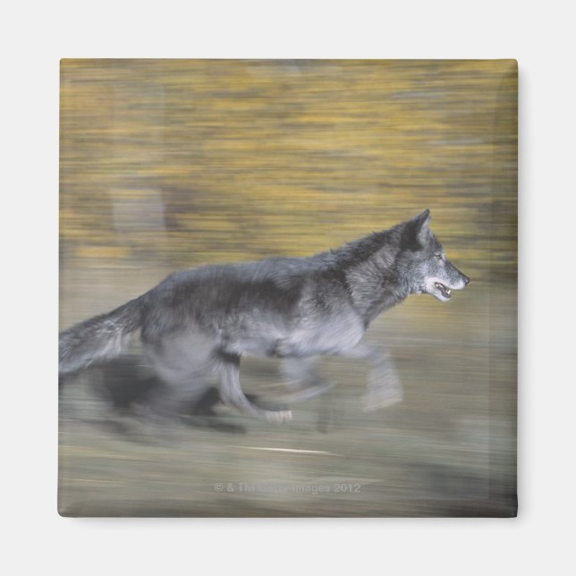 Imã Um lobo negro em fuga (Frente)