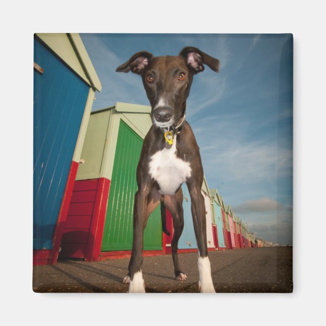 Imã Um Lurcher Em Frente A Alguns Cabeças De Praia (Frente)