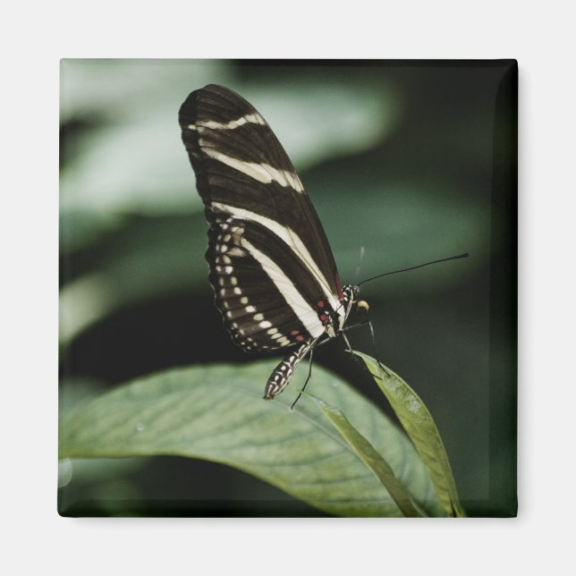 Imã Um Magneto De Refeições Equilibrado (Frente)