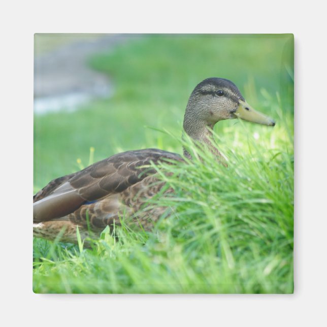 Imã Um Mallard Magnet (Frente)