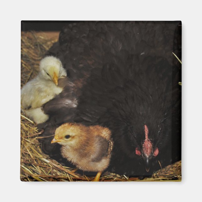 Imã Um Mama e seus pintinhos (Frente)