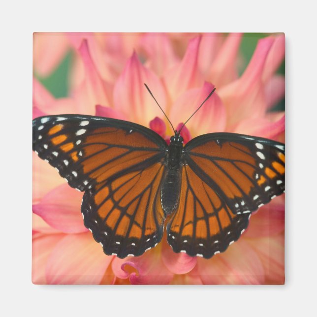 Imã Um Mimético da Borboleta Monarca (Frente)