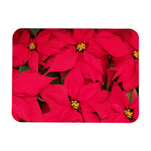 Ímã Um monte de Poinsettias de Natal de Cor Brilhante
