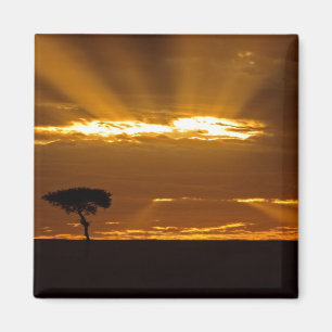 Imã Um nascer do sol com a boca aberta no Maasai Mara