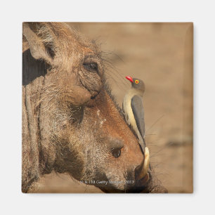 Imã Um Oxpecker em um snout dos warthogs,