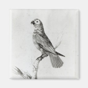 Imã Um papagaio, 1786