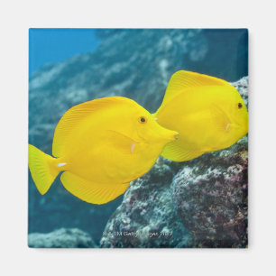 Imã Um par de espigas amarelas