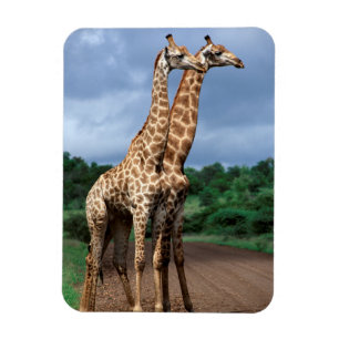 Ímã Um Par De Girafas Na Estrada, Kruger Nacional