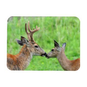 Ímã Um par de veados