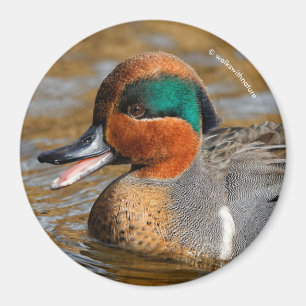 Imã Um pato Verde-Voado Chatty da cerceta na lagoa
