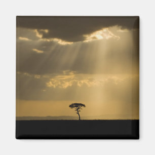 Imã Um pôr do sol místico no retorno ao acampamento no