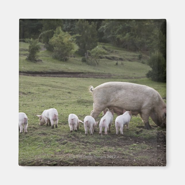 Imã Um porco com leitões num campo (Frente)
