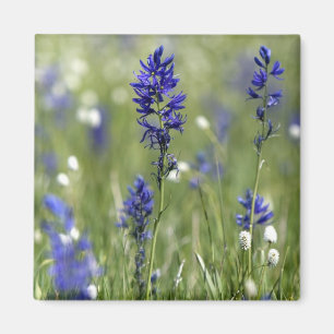 Imã Um prado montanhoso de flores silvestres incluindo