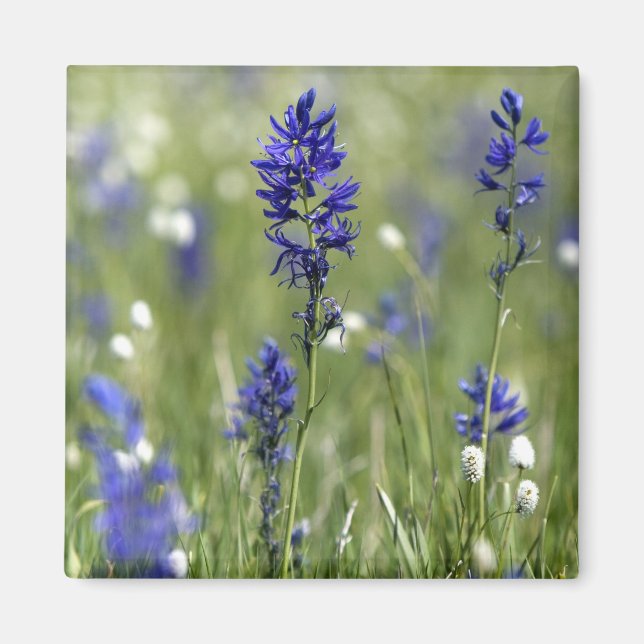 Imã Um prado montanhoso de flores silvestres incluindo (Frente)