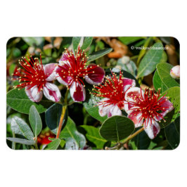 Ímã Um Quarteto de abacaxi Guava / Flores de Guavastee