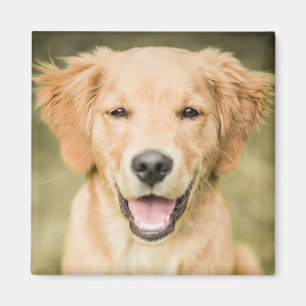 Imã Um retrato de um filhote de cachorro do golden