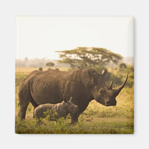 Imã Um Rhino com seu bebê